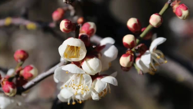 【程志开的镜花缘】乡村腊月梅花开