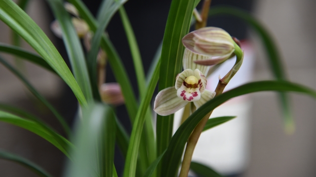 香格里拉春季花展免费开启 千万莫看“花”眼!