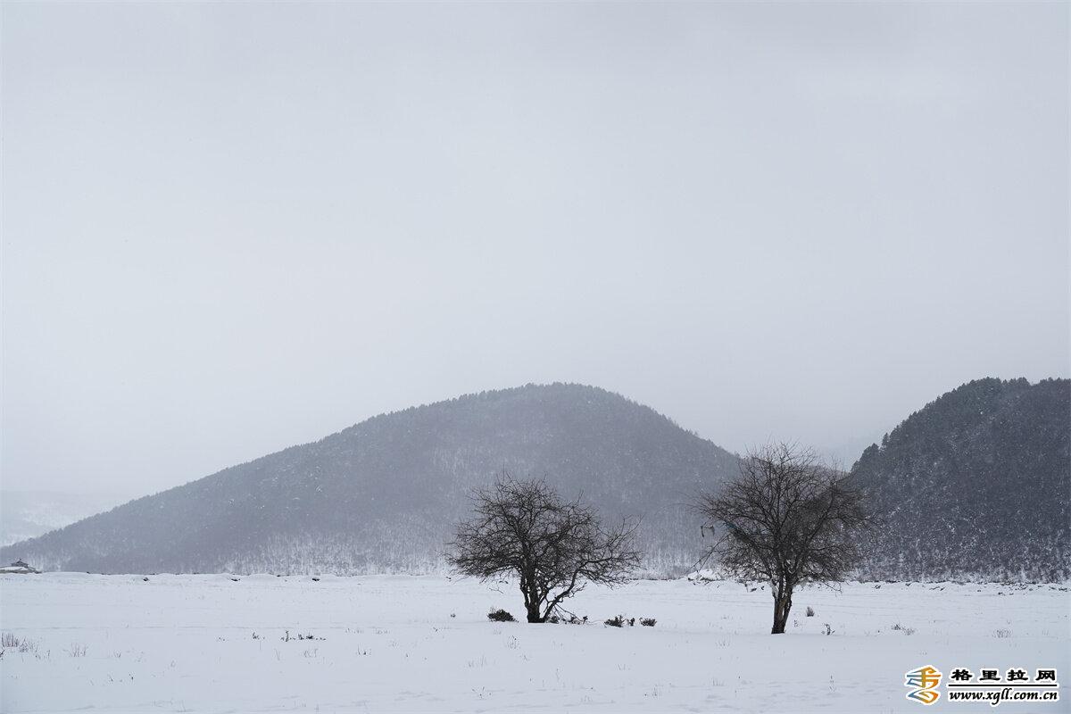 【网络中国节•春节】香格里拉小中甸雪中春节别样美