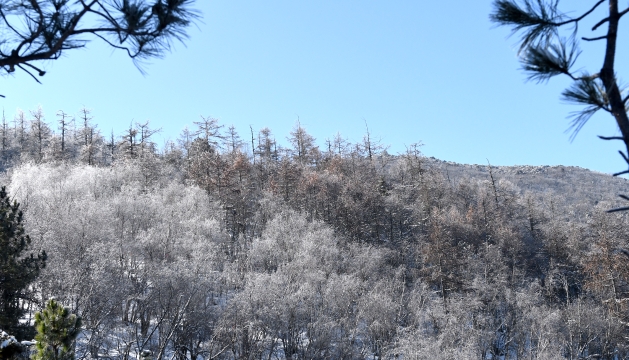 五凤山雾凇景观