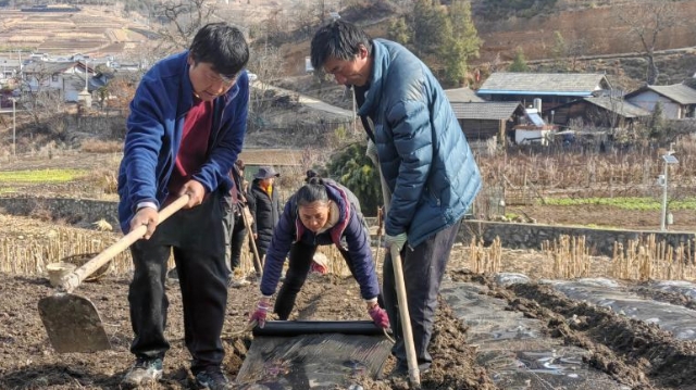 维西田间地头春耕备耕忙