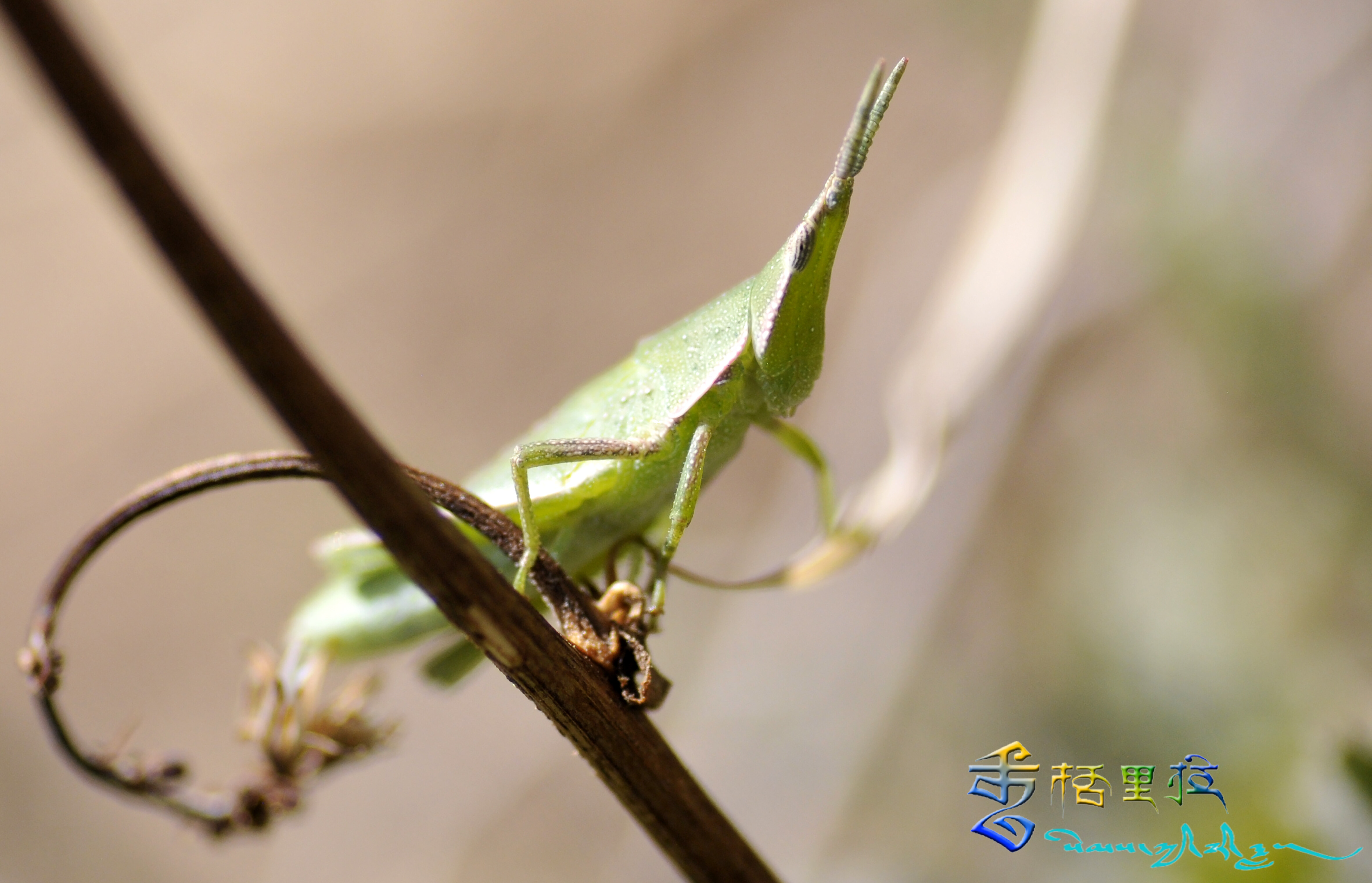 惊蛰到百虫醒