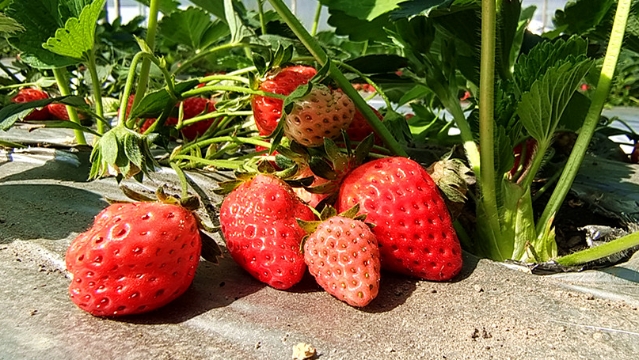 草莓熟了！士旺村的草莓采摘正当时，快快约起来！