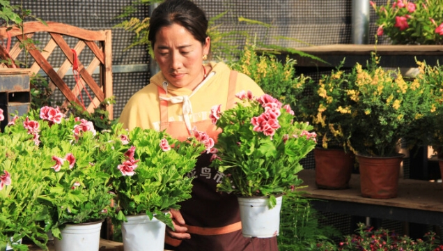 香格里拉花卉市场春意闹 快把“春天”带回家