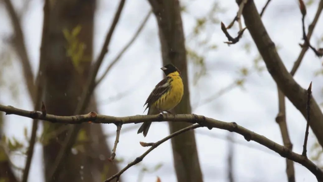 迪庆州鸟类新记录：国家一级重点保护野生动物黄胸鹀！