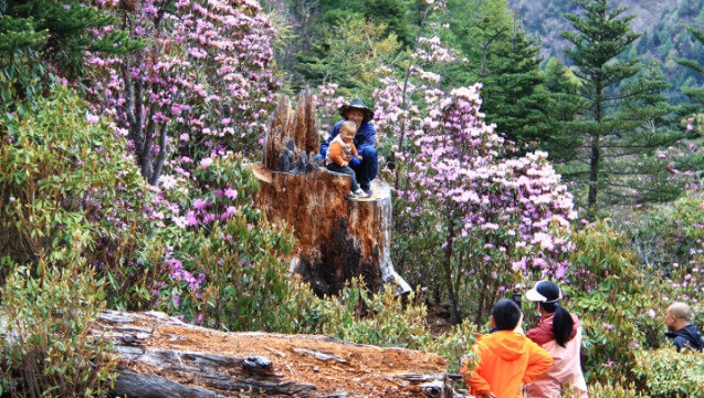 杜鹃花开，维西县多处瞬间“走红”！