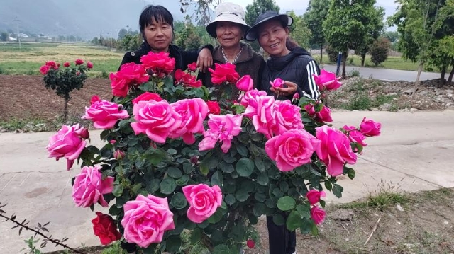 上江乡格兰村海边组:玫瑰盛开迎客来