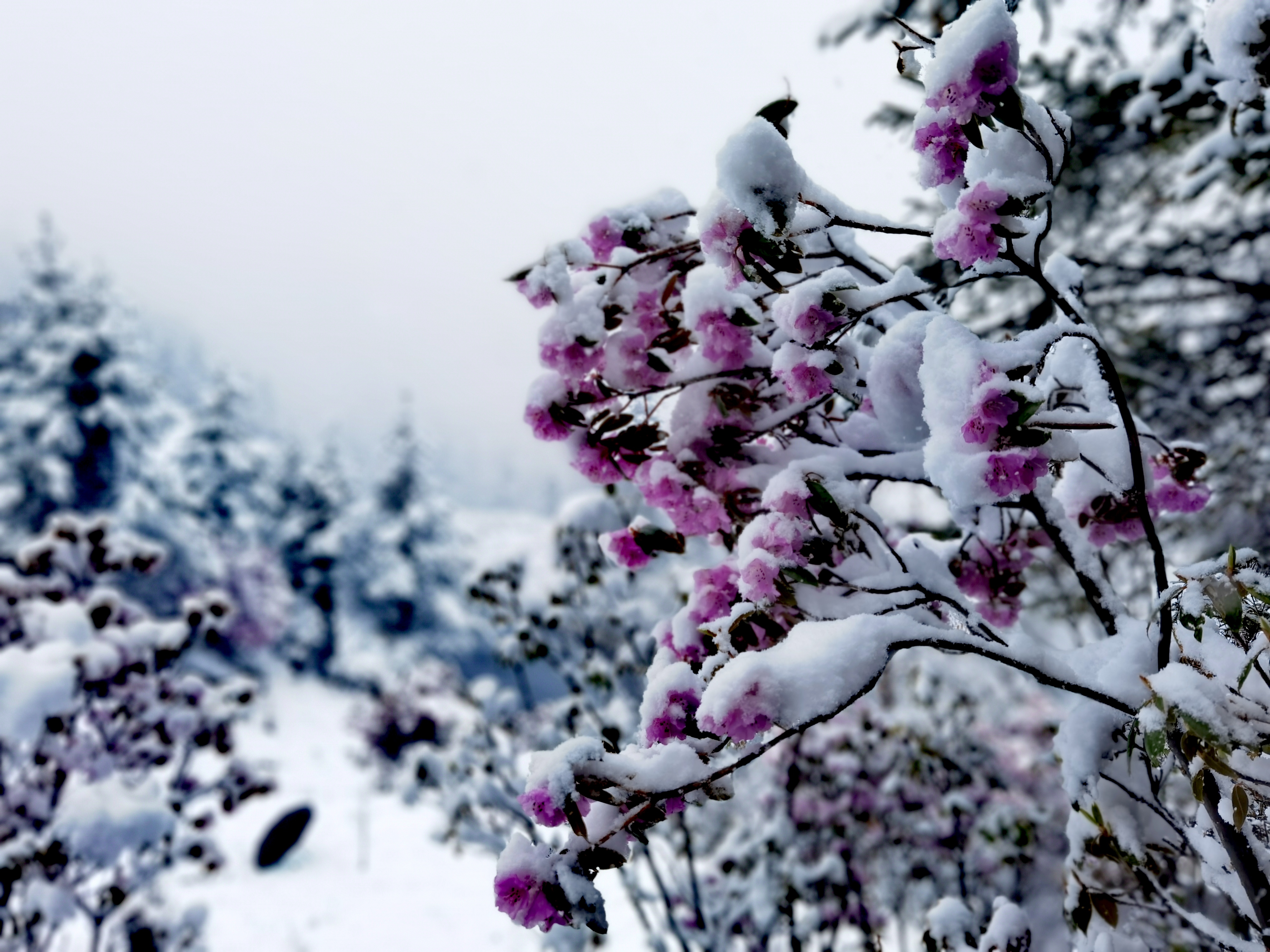 香格里拉五月飞雪，看花赏雪两不误