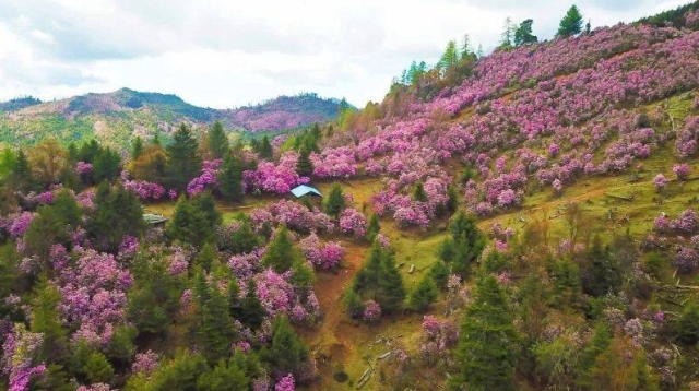 看杜鹃花海