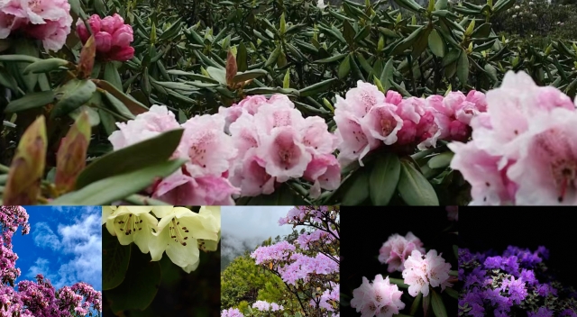 进来，看迪庆高原上五颜六色的杜鹃花
