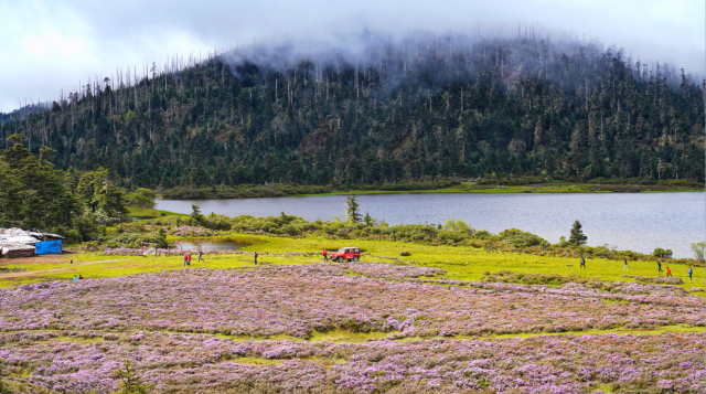 碧沽天池：漫山紫杜鹃 赏花正当时