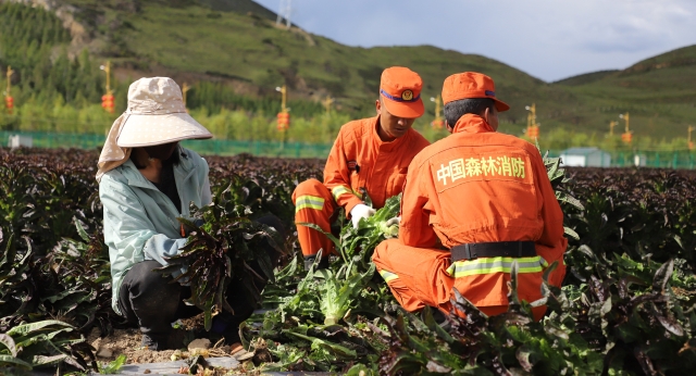 建塘镇康几村的莴笋进入成熟期