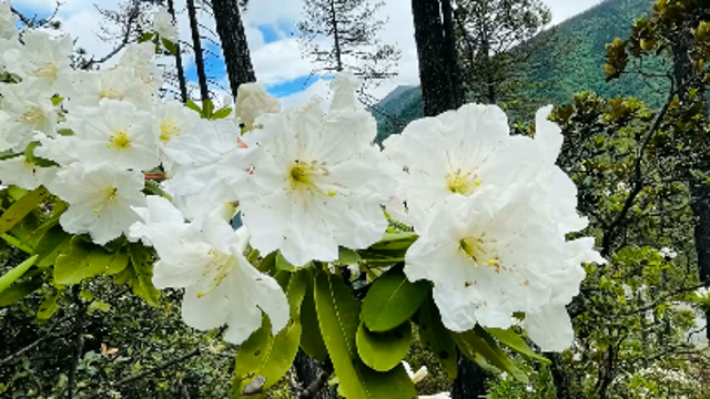 到白马雪山与杜鹃花来场美丽邂逅