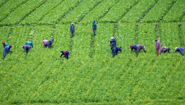 和平村村民在包心菜地里除草