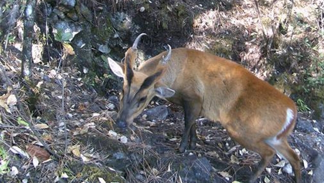哈巴雪山自然保护区红外相机拍摄到珍稀野生动物