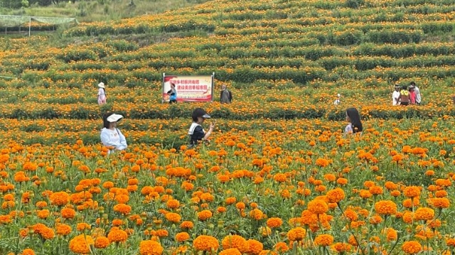 永春村则那村民小组百亩万寿菊盛开