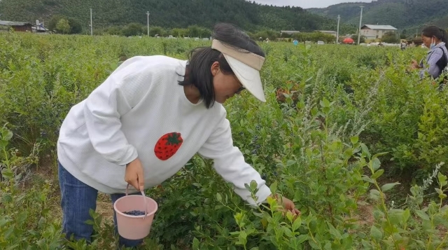 小中甸镇联合村蓝莓熟了