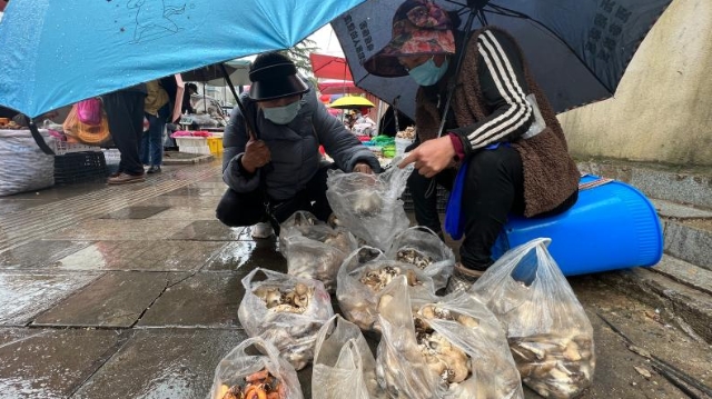 香格里拉市民冒雨购买野生菌