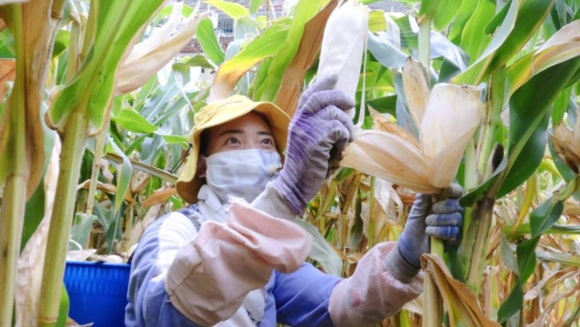 幸福村：玉米收获季 村民抢收忙