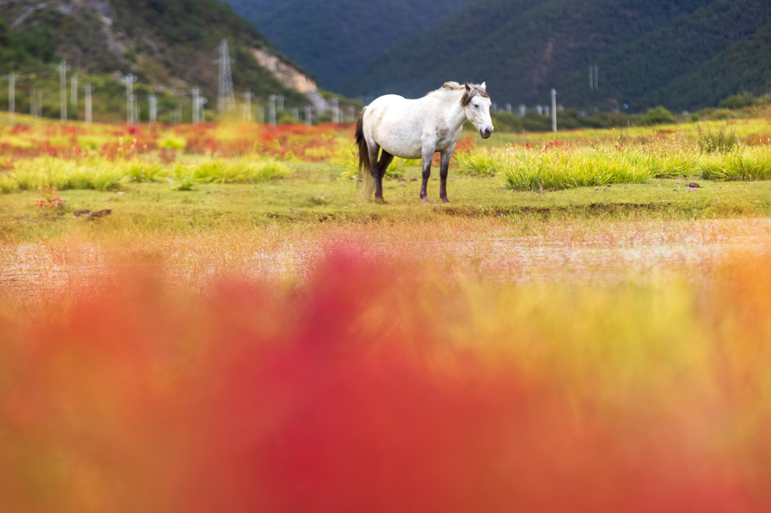 狼毒花开 松学宝2.png