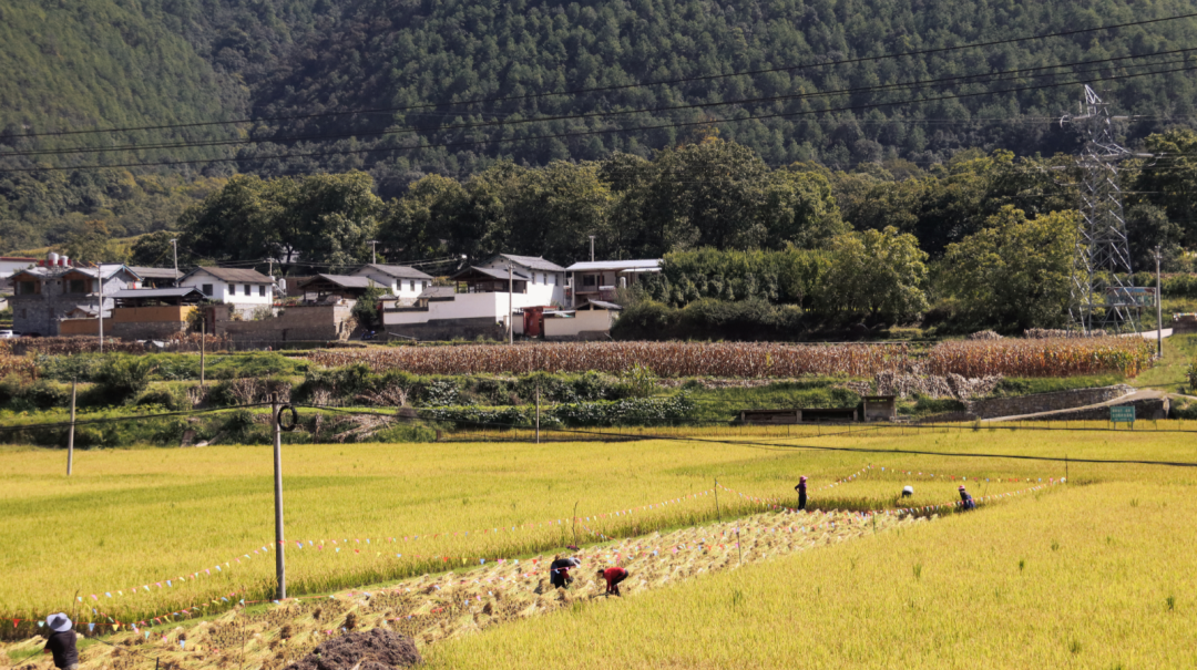 ，维西县塔城镇田野铺金 央金拉姆.png