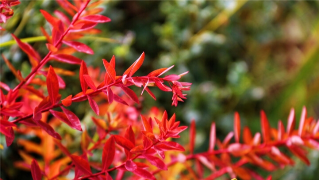 寒露节气 迪庆高原秋意浓