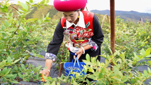 小中甸蓝莓撬动乡村发展