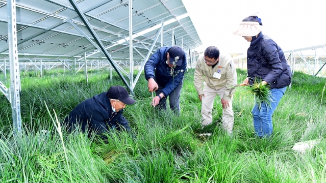 国能迪庆香格里拉公司“光伏+牧草”试验项目开展牧草产量检测