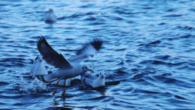 【香格里拉•冬】冬日到香格里拉看海鸥