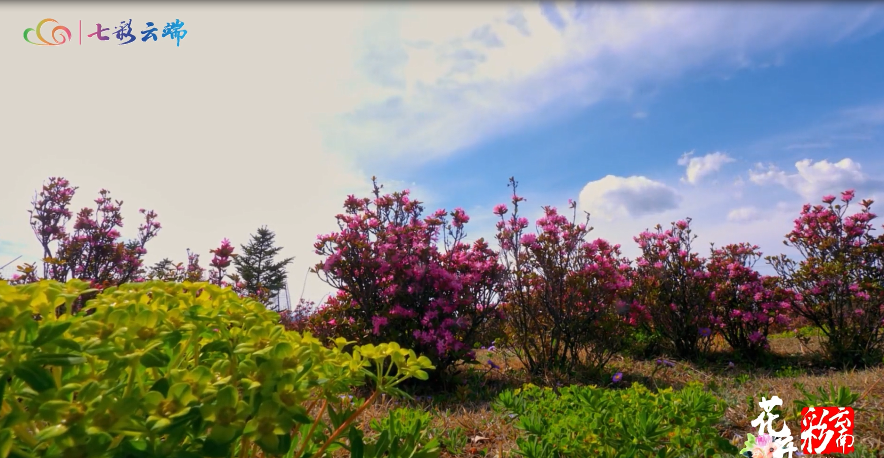 【花开彩云南·香格里拉】我在雪域高原的夏天，遇见漫山遍野的杜鹃