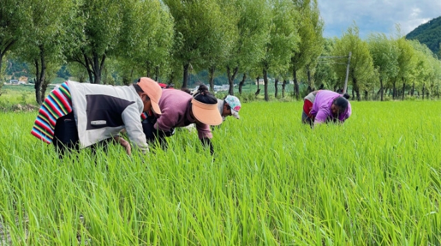 千年水稻“老黑谷”绘出云南攀天阁绿色田园