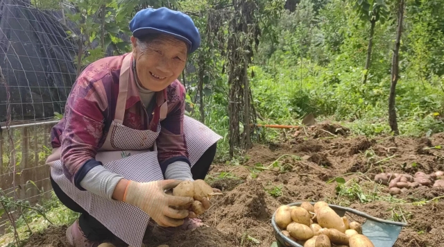 保和镇拉河柱村花园箐组农户家中洋芋喜获丰收