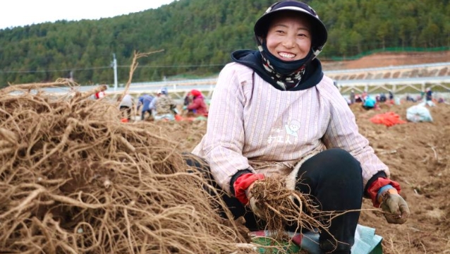 小中甸镇联合村村民当归地里冬收忙