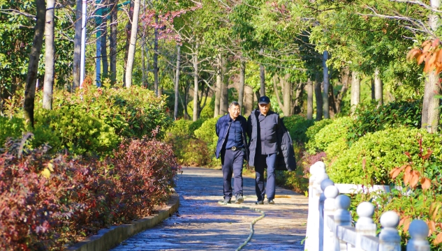 香格里拉产业园区冬樱花开  提前解锁“春日”美景