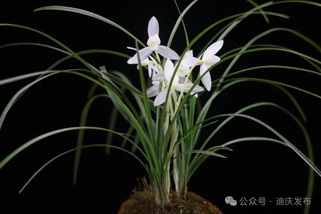 欣赏‖ 第三十一届中国（维西）兰花博览会中的特金奖兰花，有您喜欢的兰花吗？