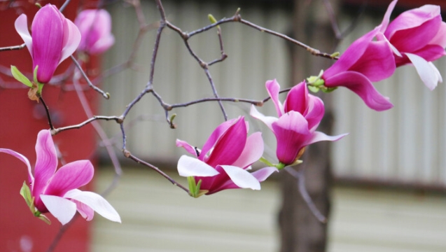 香格里拉产业园区：春有约 花不误