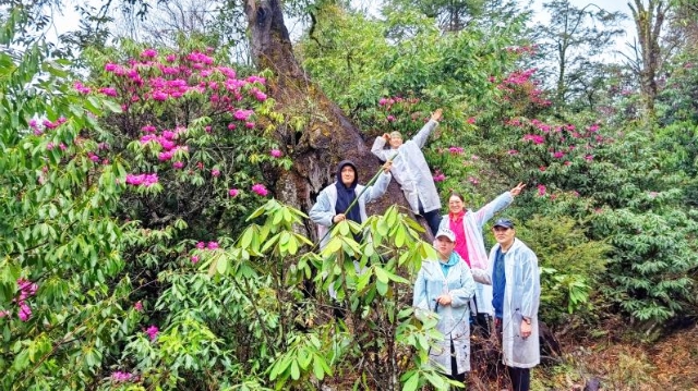 杜鹃花开满岔枝洛村山谷