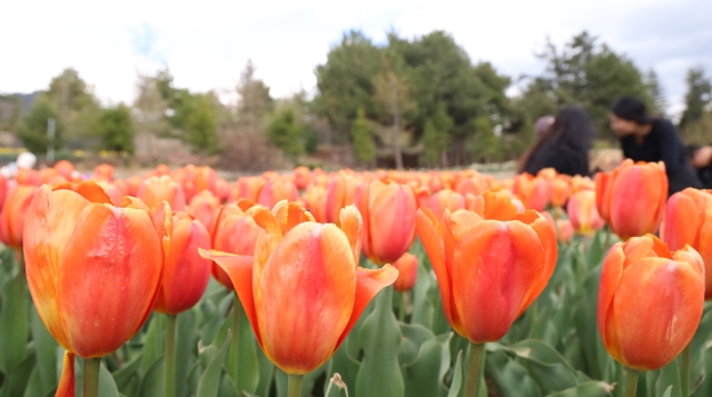 “世界的‘香格里拉’花季旅行”高山植物园花开正艳