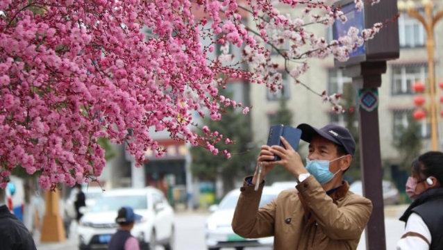 【世界的“香格里拉”花季旅行】香格里拉：遇见榆叶梅 花开别样美