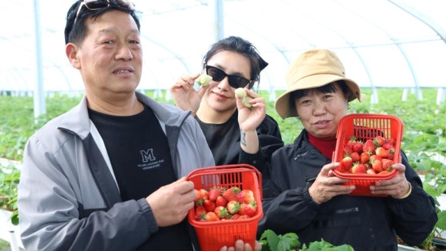 草莓熟了！尼史村的草莓采摘正当时！