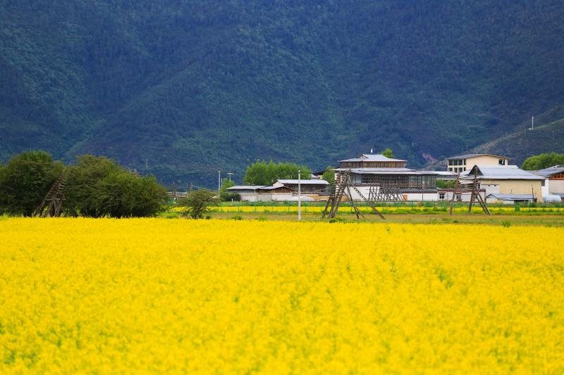 油菜花开满地金