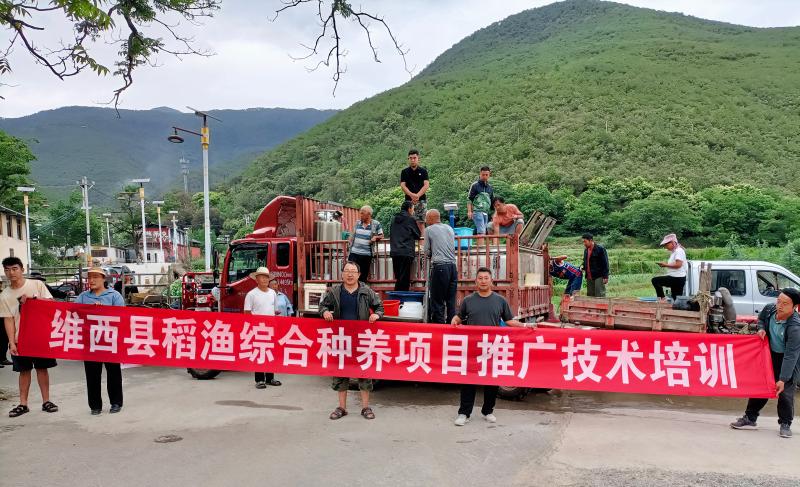 维西县多个乡镇发放稻田鱼