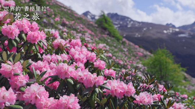 奔赴迪庆，共赴浪漫杜鹃花海之约