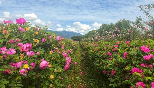 云端花海！香格里拉正在上演玫瑰与雪山的浪漫对话