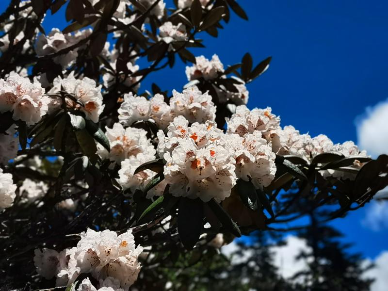 漫步千湖山：在云端花海间拾得一捧夏花