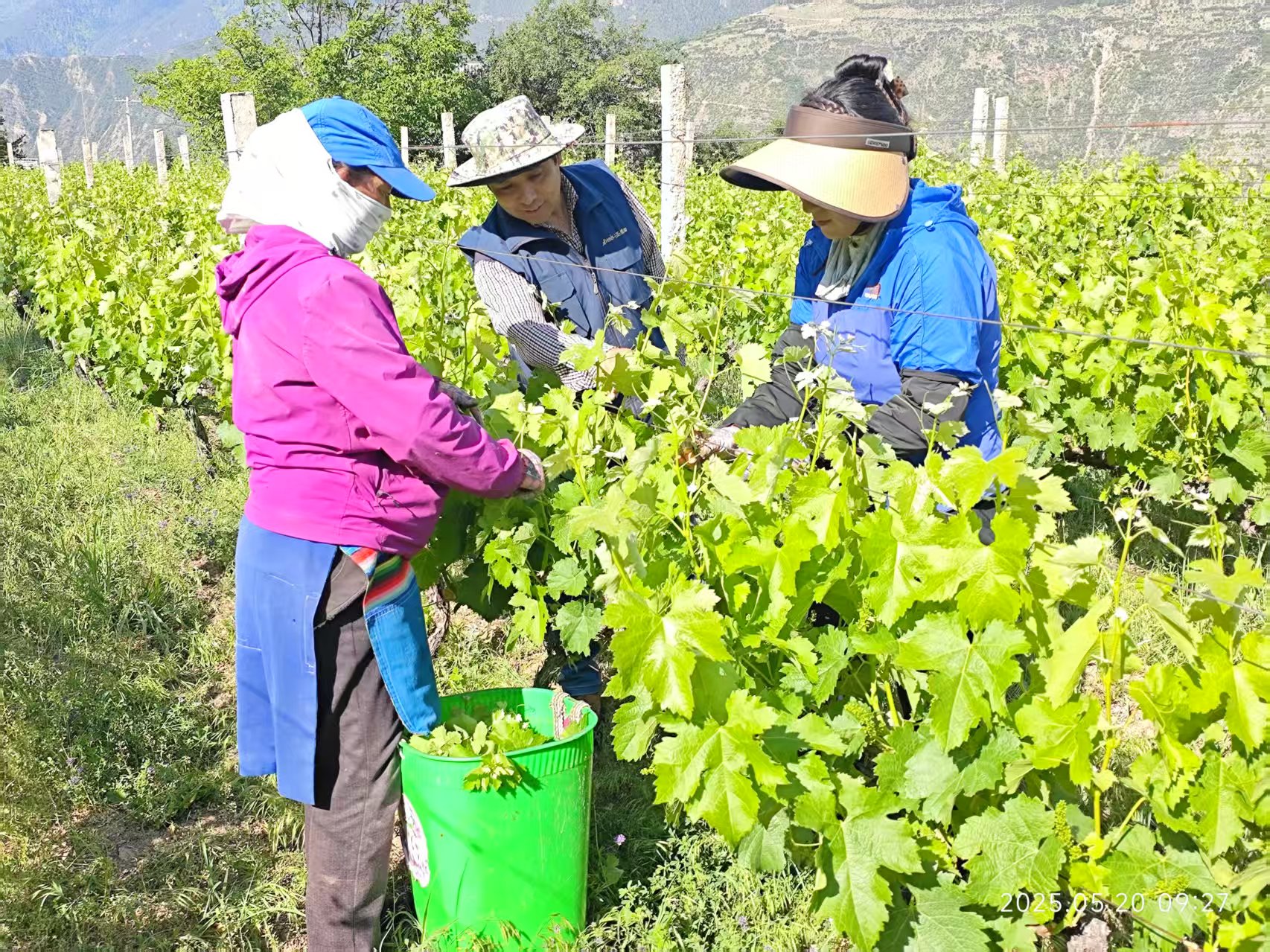 德钦葡萄园：挂果期里农事忙 技术护航促丰收