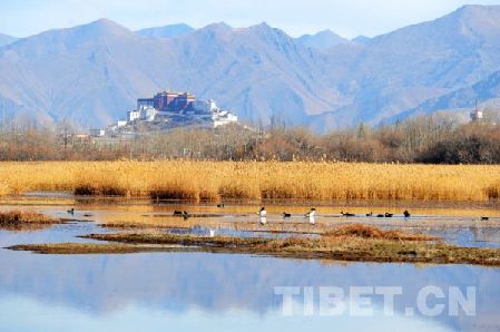 自入冬以来，飞到西藏拉鲁湿地国家级自然保护区越冬的黄鸭、赤麻鸭、斑头雁等候鸟越来越多。