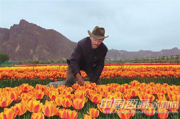 才纳村3组村民次仁在郁金香花田里查看鲜花长势情况。