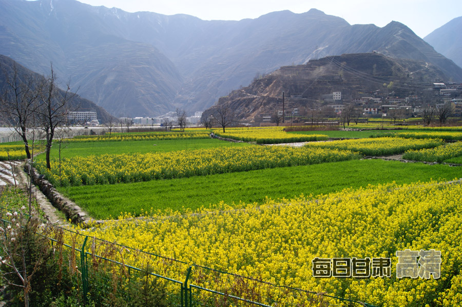 舟曲万亩油菜花飘香白龙江畔