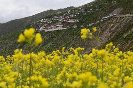 西藏各地油菜花盛开